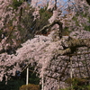 長谷寺の桜