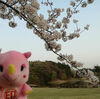【印西/白井：桜巡り】　北総花の丘公園と桜台・桜並木のトンネル