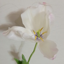 Tulipa’nの記帳