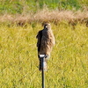 手賀新田のオオタカ幼鳥