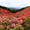 葛城山のつつじ園