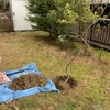 モミジの植え付け