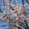 鈴鹿の淡墨桜