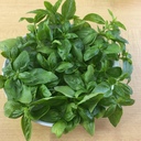 しつちょうの自由研究