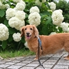 犬を飼う上での注意点7つのポイント