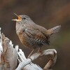 ミソサザイがしっぽを振りながら鳴く姿や踊る（？）姿がかわいい。