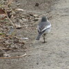 日野市「かたらいの路」散策　野鳥探しとパワースポット巡り（８８３）　③平山城址公園