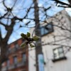 寒いけど、桜の蕾が少し大きくなった