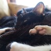 暑い日にはアイスでしょ！