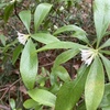 北の植物園で、初めて見た花。