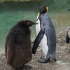 ペンギンのレズビアンカップル「テルマ」と「ルイーズ」、NZの水族館で子育て中