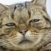 夢が破れても、希望は破れさせたりしないの