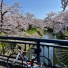 桜の名所巡り