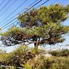 時期外れかもですが、松を剪定
