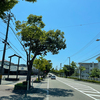 今日の深緑！