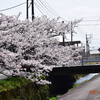 坪野川の桜