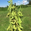 千葉県印旛郡栄町で枝豆（茶豆）を収穫してきましたーーーー