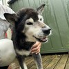 老犬ホームあん｜新人さん はっぱ^^