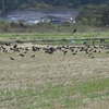 カラスっておもしろい