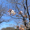 2023年3月15日🐾 今日のマヤ暦