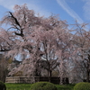 円山公園の祇園しだれ桜