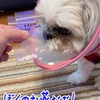 もっくんのお薬をもらいに動物病院へ