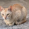 石垣島、街のらちゃん、飼い猫へ。　😺