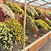 吉野川市で開催されている四国菊花品評会を見てきました。