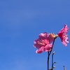 2019年4月28日 武甲山～小持山～大持山（日帰り？）