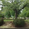 真弓中央公園のセミ
