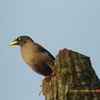 White-vented Myna オオハッカ（ジャワの鳥その28）