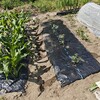大トマトの植付け