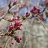 開花は遅れ気味