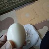 ゆで卵作った