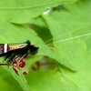 高尾山シリーズ、毛深い蛾と蝶は好きですか