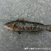 午後からアオイソメで根魚狙い