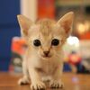 甘えられたい方におすすめ！シンガプーラの仔猫ちゃん(∩´∀｀)∩