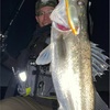西尾店 衣浦シーバス 釣果情報 ！