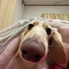 フゥー