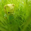 だいこうぶつのさかな。