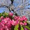 🌸谷中霊園の桜並木です❗