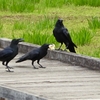 なに食べてるの？（ハシブトガラス）