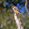 フォト・ライブラリー(493)ときわ公園の花と鳥たち