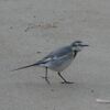 善福寺野鳥くらぶ　写真展