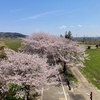 今週が最後か！つくば市内の桜