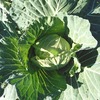 冬もの野菜の成長と収穫