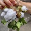棉（ワタ）吹く～「アンクルトムズケビン」について