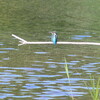 カワセミ日和(晴れ)（7月6日）