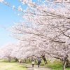 2025年の桜（近畿地方）の満開ラッシュ！