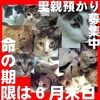 〔ねこ里親・預かり募集〕東京17猫：命の期限６月末日：ボラ崩壊〔東京近郊〕